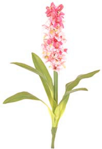 Picture of MINI HYACINTH