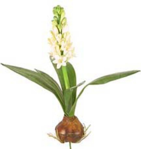 Picture of LG. HYACINTHUS W/BALL