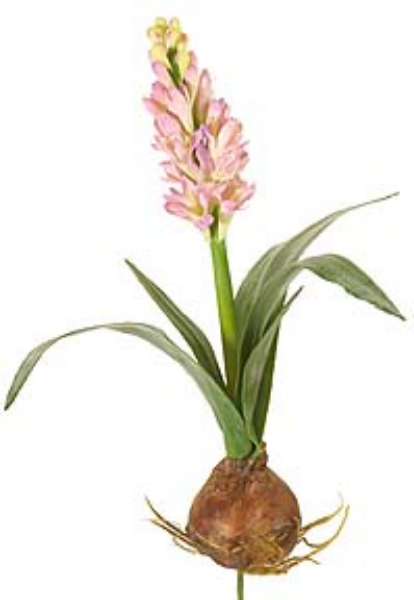 Picture of LG. HYACINTHUS W/BALL