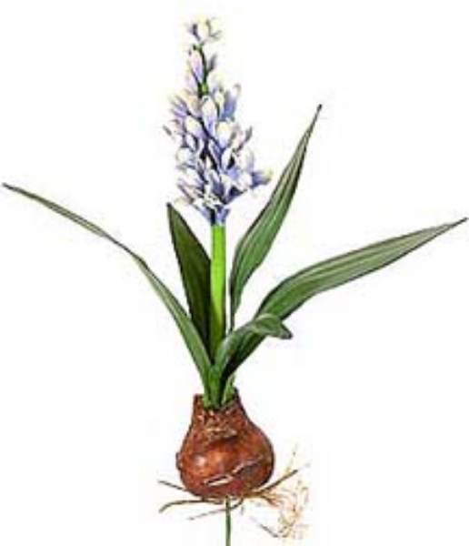 Picture of LG. HYACINTHUS W/BALL