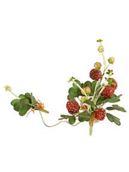 Picture of LG STRAWBERRY PLANT W/ROOT