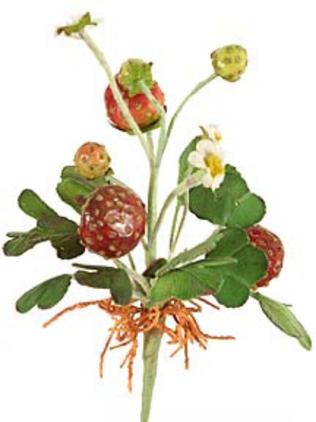 Picture of SM STRAWBERRY PLANT W/ROOT