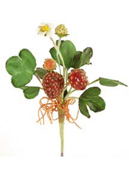 Picture of MIN STRAWBERRY PLANT W/ROOT