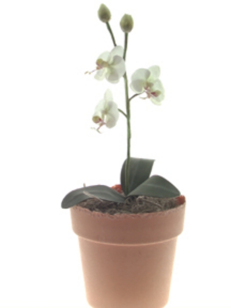 Picture of PHALAENOPSIS ORCHID PLANT