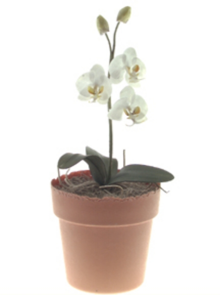 Picture of PHALAENOPSIS ORCHID PLANT