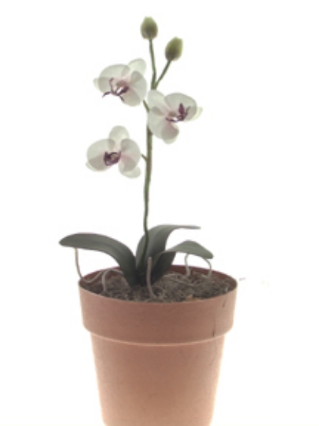 Picture of PHALAENOPSIS ORCHID PLANT