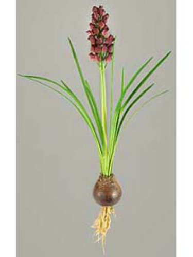 Picture of 20" TROPICAL BELL