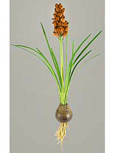 Picture of 20" TROPICAL BELL