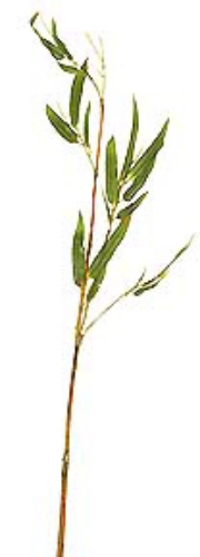 Picture of 39" BAMBOO STEM