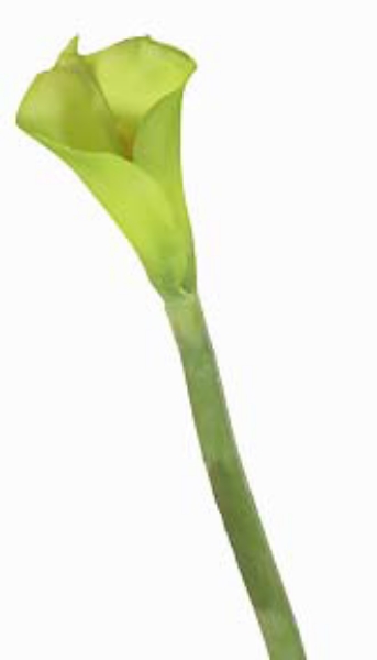 Picture of 27" CALLA LILY STEM