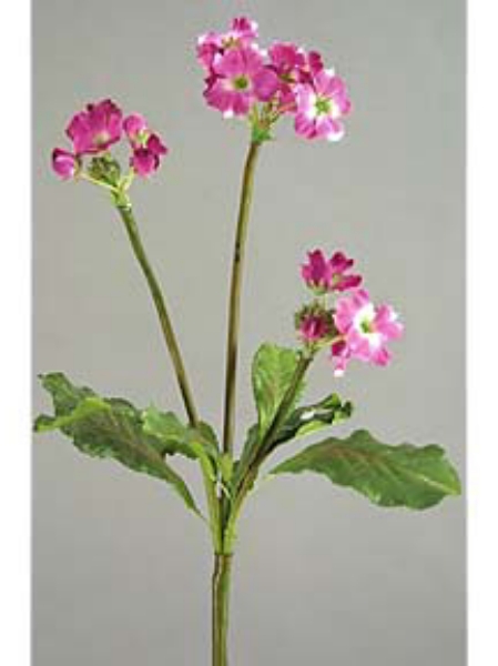 Picture of GERANIUM SPRAY X 3