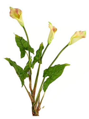 Picture of 21" CALLA LILY PLANT X 3F