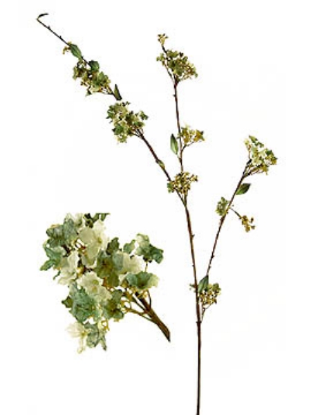 Picture of 48" HYDRANGEA PETIOLARIS