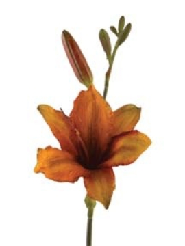 Picture of 29" DAY LILY SPRAY (SM)