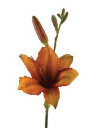 Picture of 29" DAY LILY SPRAY (SM)