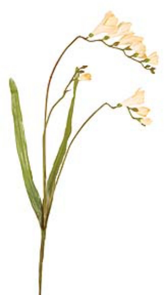 Picture of FREESIA SPRAY