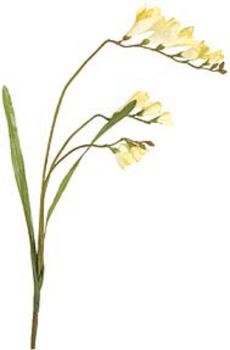 Picture of FREESIA SPRAY