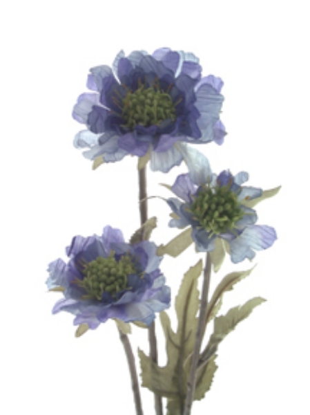 Picture of SCABIOSA X 2 W/BUD