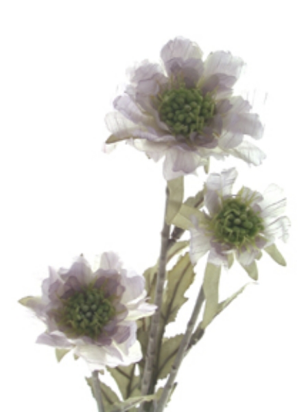 Picture of SCABIOSA X 2 W/BUD