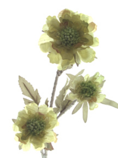 Picture of SCABIOSA X 2 W/BUD