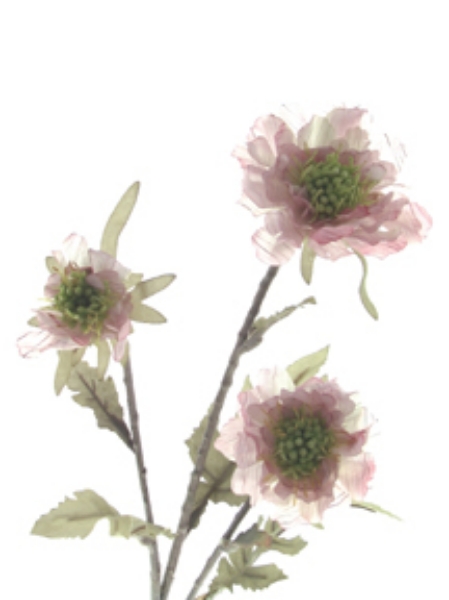 Picture of SCABIOSA X 2 W/BUD