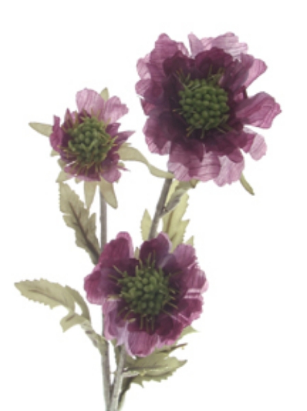 Picture of SCABIOSA X 2 W/BUD