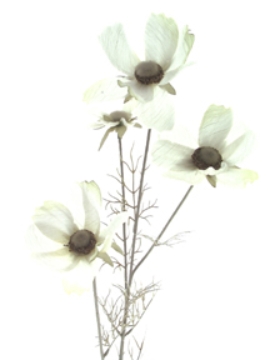 Picture of COSMOS X 4