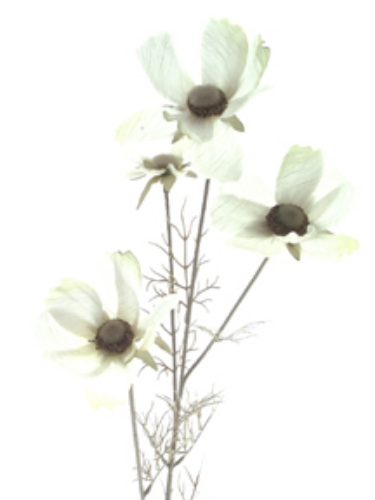 Picture of COSMOS X 4