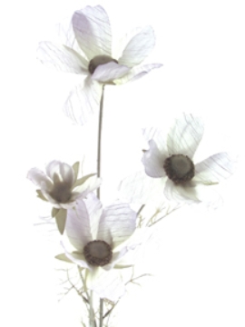 Picture of COSMOS X 4