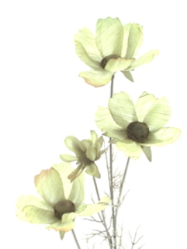 Picture of COSMOS X 4