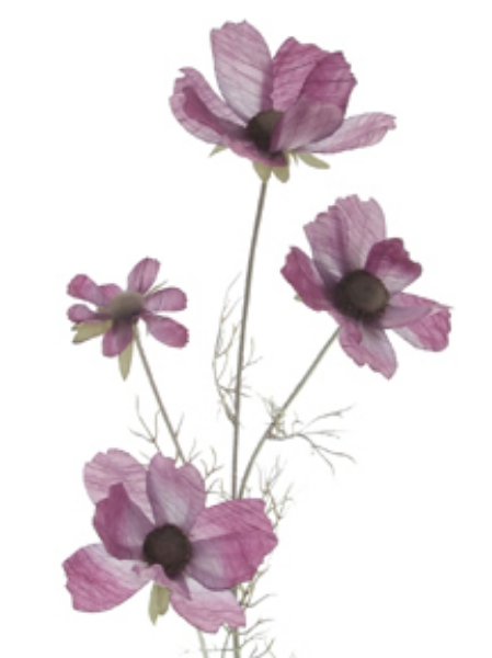 Picture of COSMOS X 4