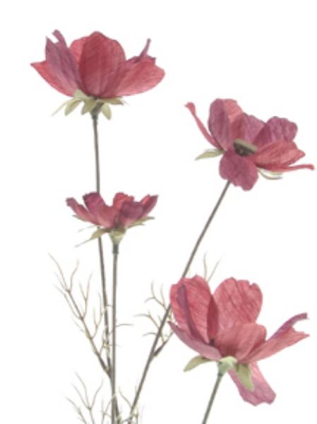 Picture of COSMOS X 4