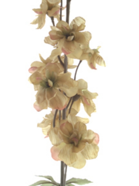 Picture of DELPHINIUM