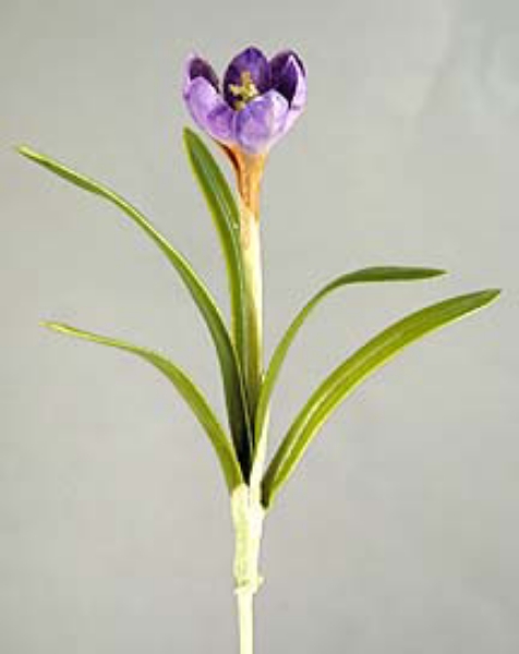 Picture of CROCUS