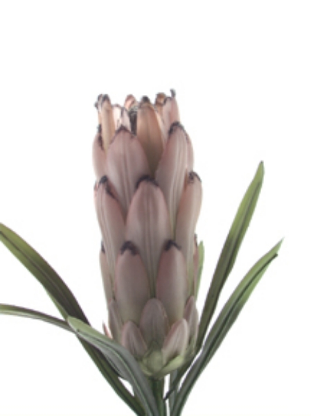 Picture of PROTEA X 1