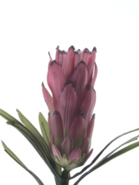 Picture of PROTEA X 1