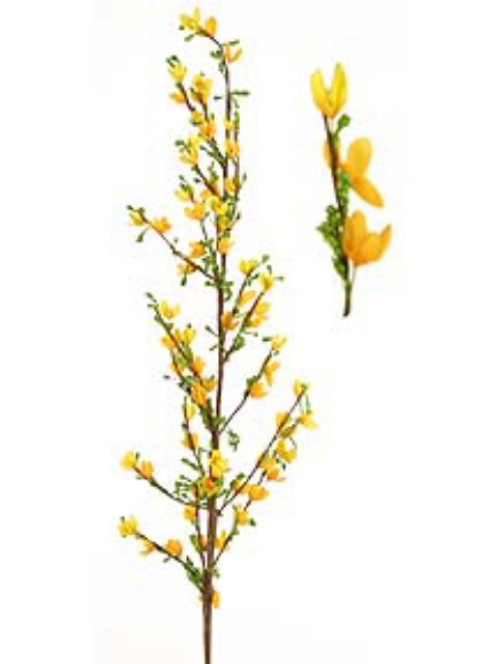 Picture of FORSYTHIA X 69