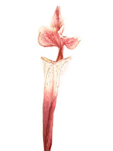 Picture of PITCHER PLANT LG