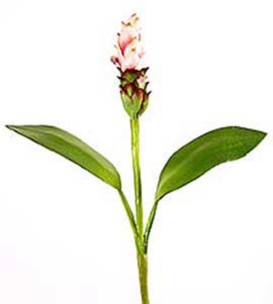 Picture of CURCUMA PLANT