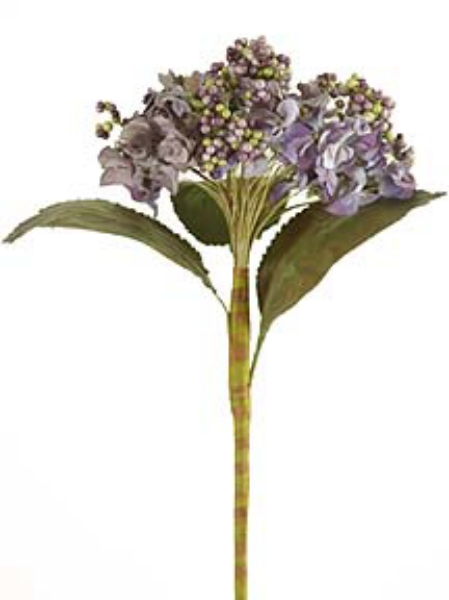 Picture of HYDRANGEA STEM