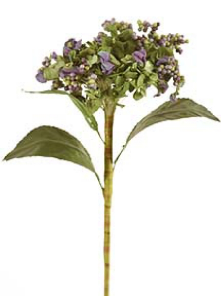 Picture of HYDRANGEA STEM