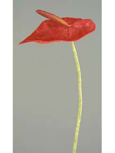 Picture of SM ANTHURIUM STEM