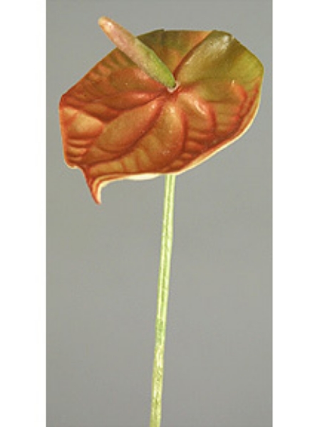 Picture of SM ANTHURIUM STEM