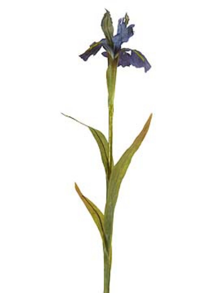 Picture of IRIS STEM