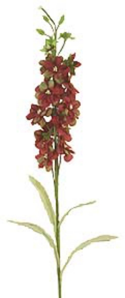 Picture of DURMINIUM ORCHID