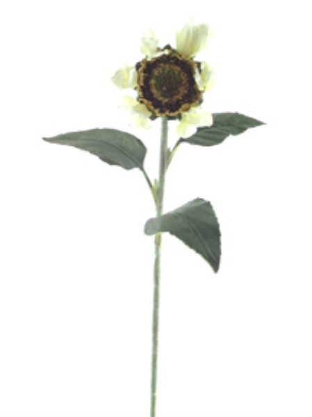 Picture of SUNFLOWER BUD