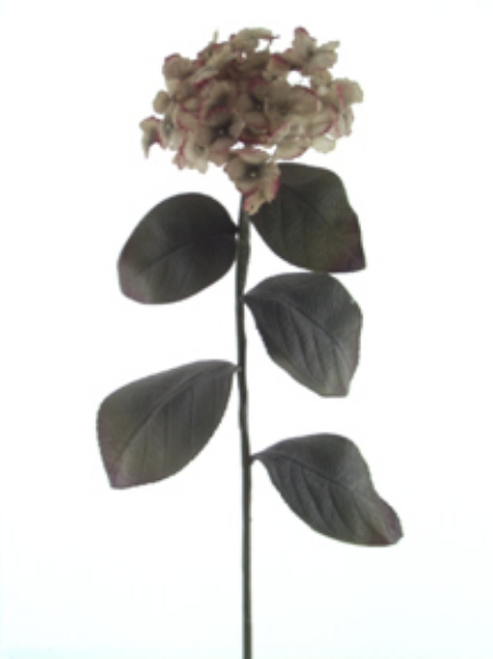 Picture of HYDRANGEA STEM