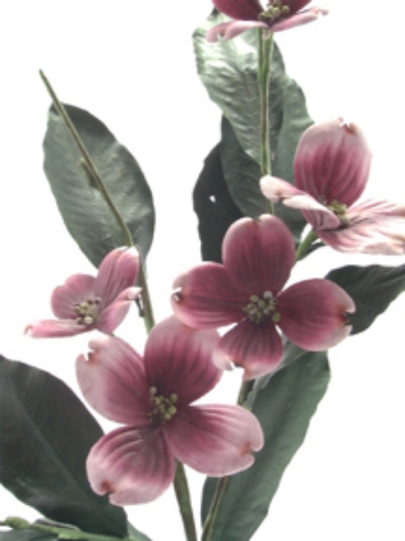 Picture of DOGWOOD SPRAY X5