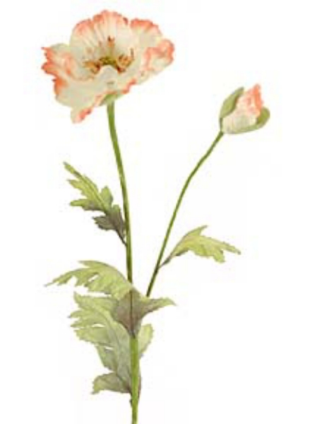 Picture of POPPY SPRAY X 1 W/BUD