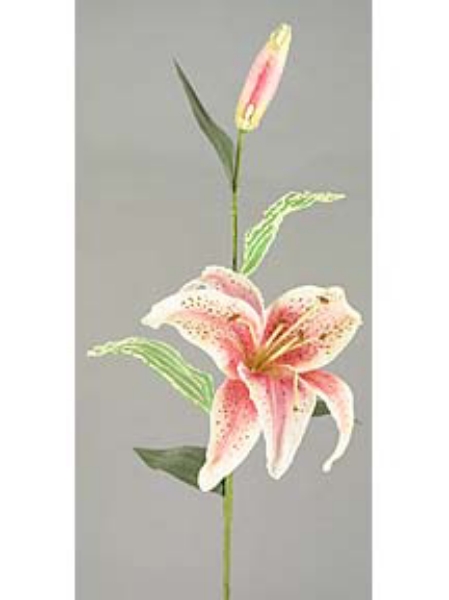 Picture of RUBRUM LILY X 1 W/BUD